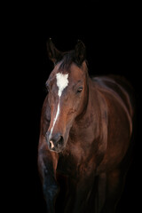 Obraz premium Warmblut Stute