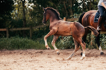 Fototapeta premium Warmblut-Fohlen