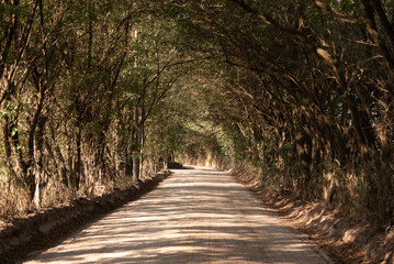 Estrada de Terra com Árvores 