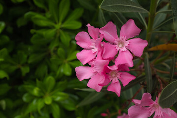 Blooming oleander with pink flowers, close-up. Oleandr background for publication, poster,...