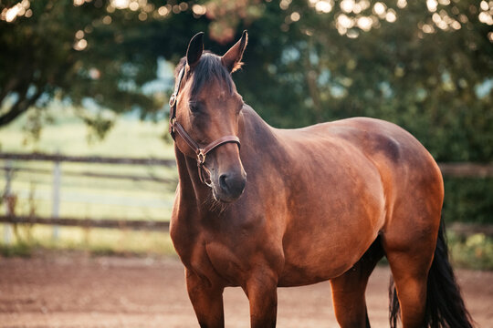 Bayrisches Warmblut