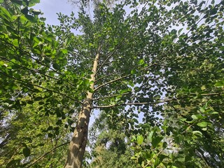 Fototapeta premium trees and sky in Berlin Rahnsdorf