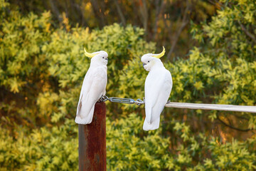 Photograph of two Australian Sulphur Crested Cockatoos sitting on a metal pole amongst trees and plants in the Blue Mountains in New South Wales, Australia. © Phillip Wittke