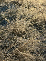 Winter frost grass in sunlight