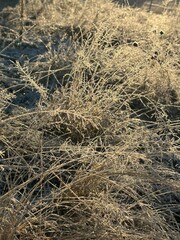 Winter frost grass in sunlight