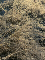 Winter frost grass in sunlight