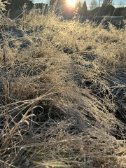 Winter frost grass in sunlight