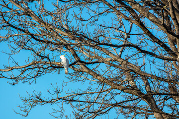 Photograph of a Sulphur Crested Cockatoo sitting in a tree in the Blue Mountains in New South Wales, Australia.