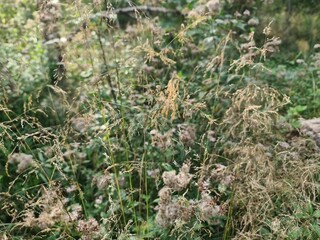 Wildwuchs in Bad Doberan, Mecklenburg - Vorpommern