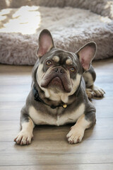 French bulldog with grey and white fur, laying down with paws apart and relaxed with ears forward. Bright room with the dog sitting on a textured and glossy floor, with a dog bed in the background. 
