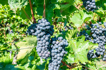 Large bunche of red wine grapes in summer vineyard.