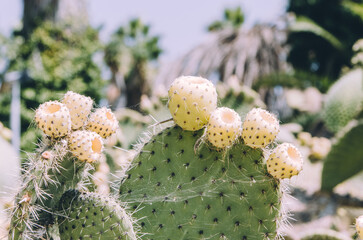 Close up of Opuntia bergeriana prickly pear cactus with fruits