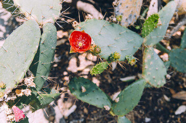 Opuntia bergeriana prickly pear cactus with red blooming flower