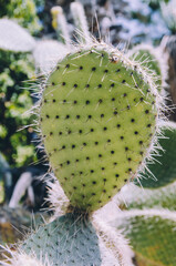 Close-up of green cactus with spines in natural habitat