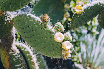Close up of Opuntia bergeriana prickly pear cactus with fruits