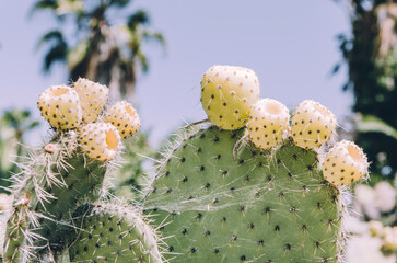 Close up of Opuntia bergeriana prickly pear cactus with fruits