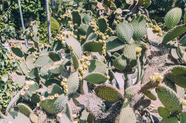 Wide angle Opuntia bergeriana prickly pear cactus with yellow fruits