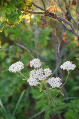 Wilde Schönheit: Die Gemeine Schafgarbe
