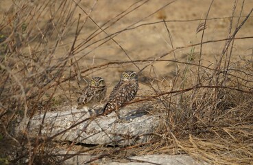 Two burrowing owls (Athene cunicularia) in Ecuador looking into the camera 