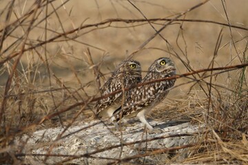 Two burrowing owls (Athene cunicularia) in Ecuador looking at the sky for potential danger