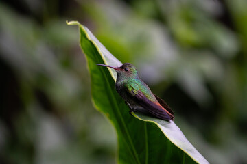 Rufous-tailed hummingbird (Amazilia tzacatl) sitting on a leaf in Costa Rica