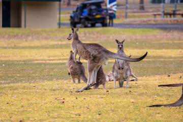 Photograph of Kangaroos hopping across a grassy field in the town of Talbingo in Kosciuszko National Park in the Snowy Mountains in New South Wales in Australia.