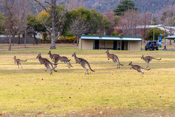 Photograph of Kangaroos hopping across a grassy field in the town of Talbingo in Kosciuszko National Park in the Snowy Mountains in New South Wales in Australia.