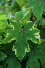 Vine grape leaf affected by Downy Mildew (Plasmopara vitikola). Grape disease.
