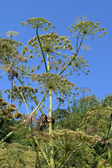 Poisonous perennial plant Sosnowsky's hogweed (Heracleum sosnowskyi) containing furanocoumarin, a...