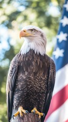 Obraz premium North American bald eagle with the USA flag and green trees at the background. Symbol of freedom