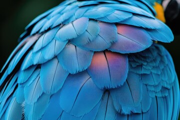 Fototapeta premium A close-up of vibrant blue feathers. This photo is perfect for websites, brochures, or social media posts that need a natural and colorful touch.
