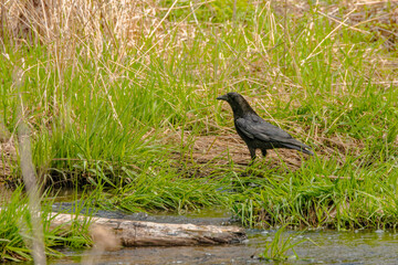 The American crow (Corvus brachyrhynchos),  large, intelligent, all-black birds with hoarse, cawing voices. 