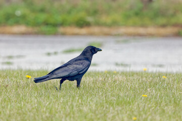 The American crow (Corvus brachyrhynchos),  large, intelligent, all-black birds with hoarse, cawing voices. 