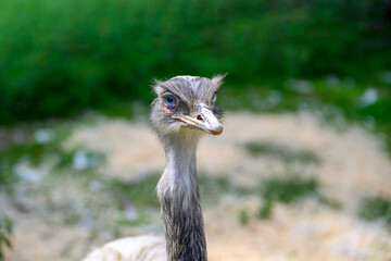 Portrait close-up of a white Ostrich - Struthio with blue eyes