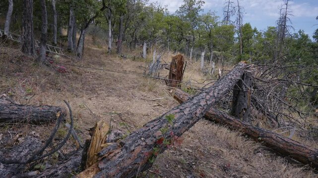 Pulling and Dragging a Tree with a Pully and Steel Cable