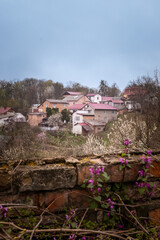 Blooming of sakura in the yard of Chernivtsi University