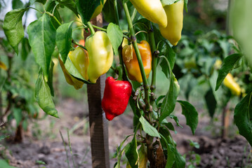 Organic Red, green and yellow peppers in a pepper plant in the garden