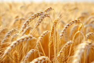 Fototapeta premium Detailed Texture of Golden Wheat Field