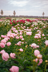 Farm of blooming peonies