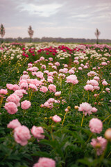 Farm of blooming peonies
