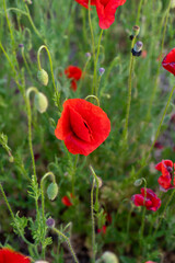 Naklejka premium Red poppies