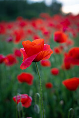 Red poppies