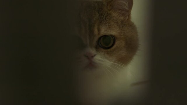 A grey tabby cat rises its head and looks at the camera closely. Close up shot of a Munchkin British Shorthair cat peeking through half open door.