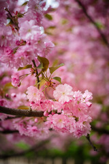 Blooming season of Sakura