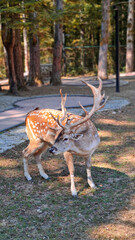Deer in the mountains