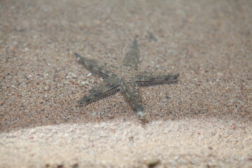 Starfish in shallow water sand beach background, Fiji