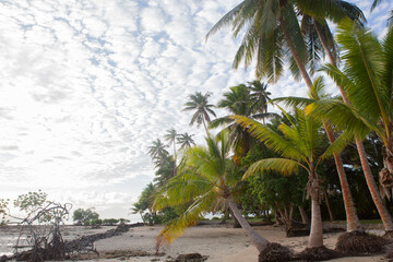 Beautiful tropical beach and palm trees, Savusavu, Fiji
