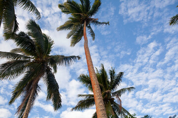 Coconut palm trees and cloudy blue sky, Fiji, background