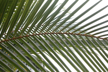 Palm leaf tropical background texture 