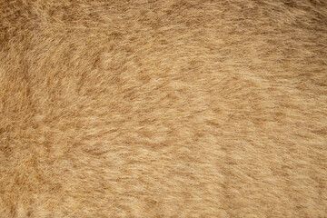 Sheep skin with fur, clothing supply , fiber texture close up